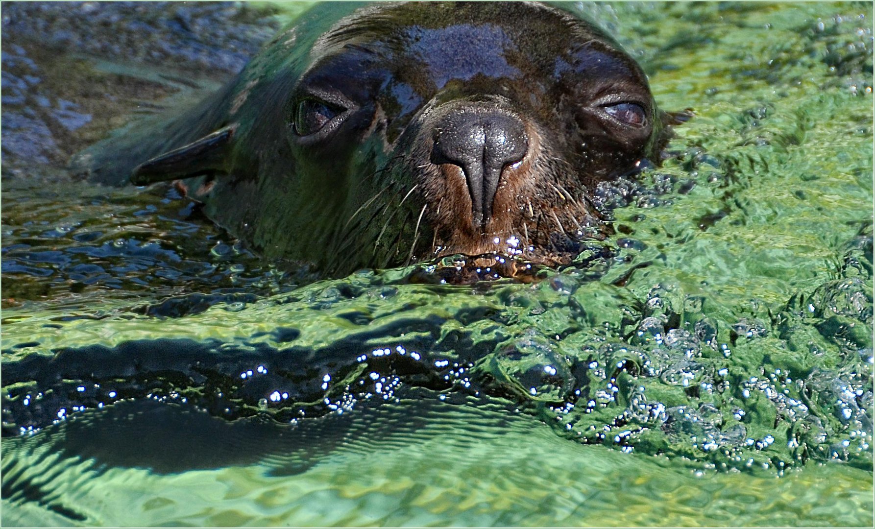 REKORDSCHWIMMERPORTRAIT