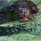 REKORDSCHWIMMERPORTRAIT