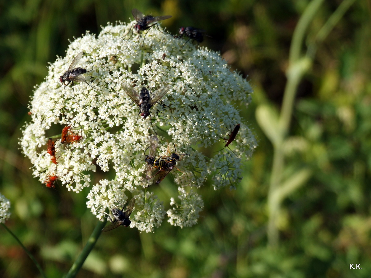 " Rekordverdächtig " -- die Anzahl der Insekten- ein Duft,der alles anlockt !