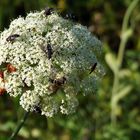 " Rekordverdächtig " -- die Anzahl der Insekten- ein Duft,der alles anlockt !