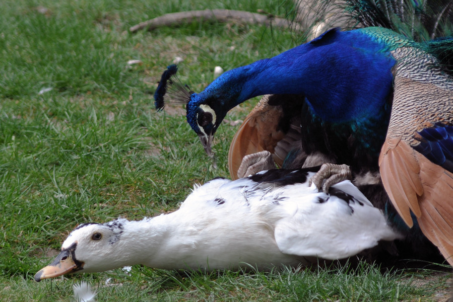 Relaod wegen Wechsel von Akt zu Tierfreundschaften...;-)