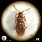 Relationen III - der kleinste Käfer Mitteleuropas