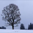 Relative Grösse ist oft nur eine Frage des Fotostandorts