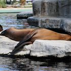 Relax - at the Zoo