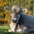 Relax auf der Wiese!