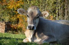 Relax auf der Wiese!