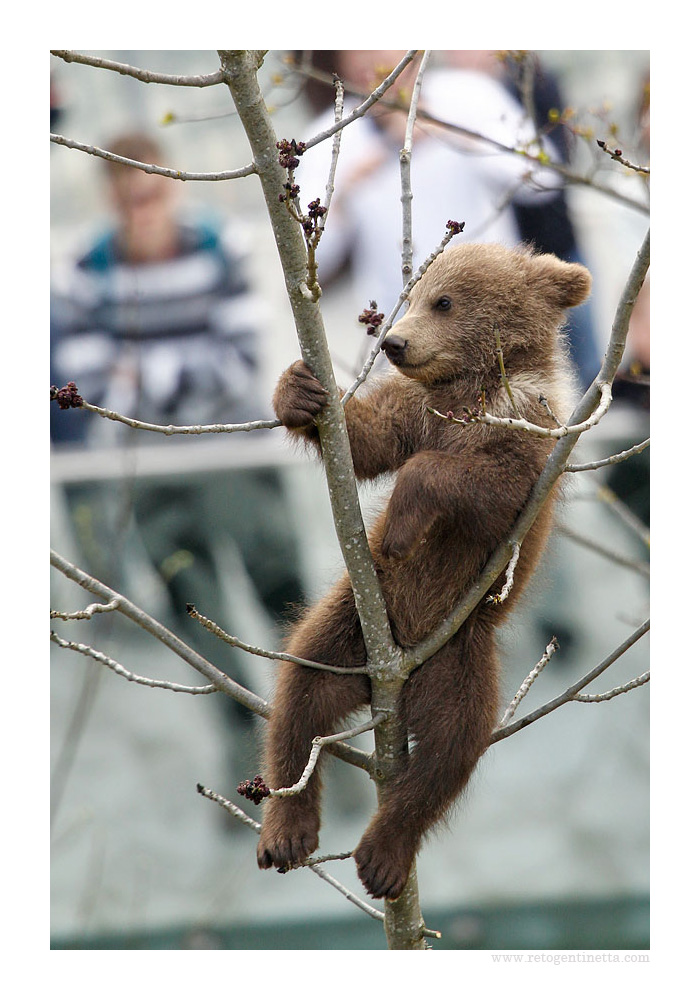 Relax - Bär