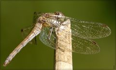 Relax Dragonfly