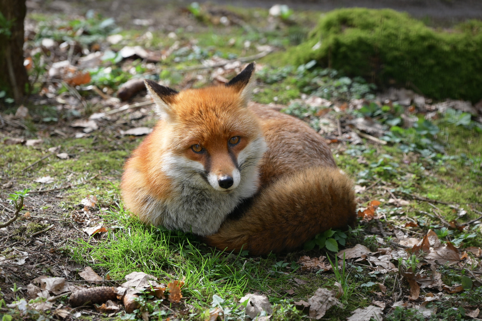 Relax-Fuchs