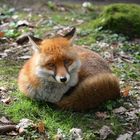 Relax-Fuchs