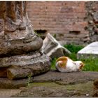 Relax per i gatti di Torre Argentina