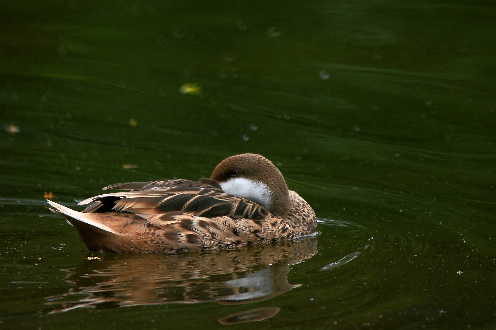 relax sur l'eau