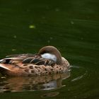 relax sur l'eau