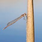 ~ Relax ~ (Sympecma fusca, m)