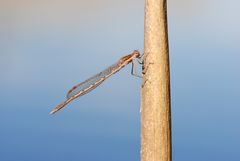 ~ Relax ~ (Sympecma fusca, m)