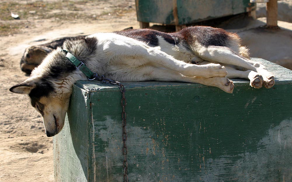 Relaxant Sleddog.....