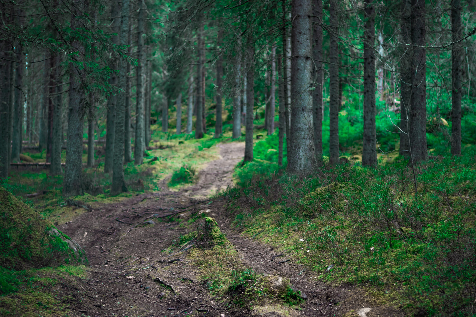 relaxation in the forest