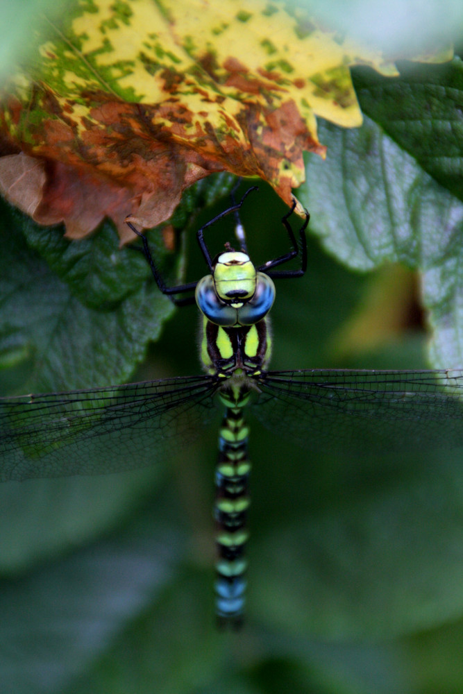 relaxed dragonfly