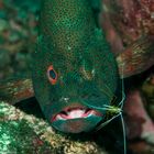 Relaxed Fish at Cleaning Station