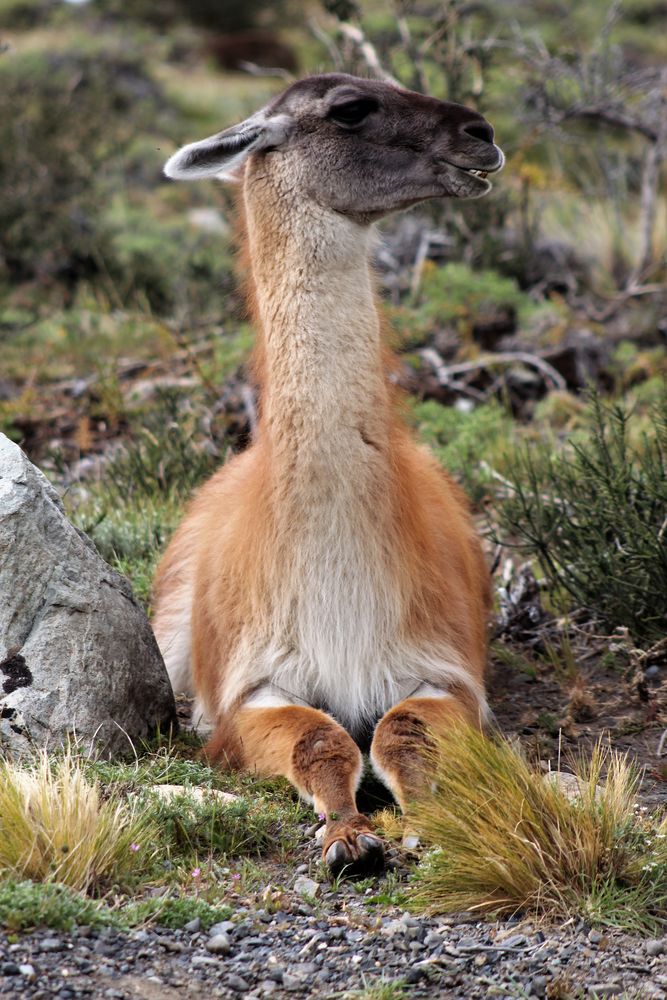 Relaxed Guanaco
