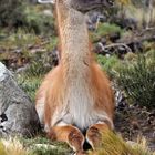 Relaxed Guanaco