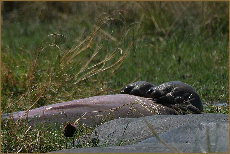 Relaxed Hippo