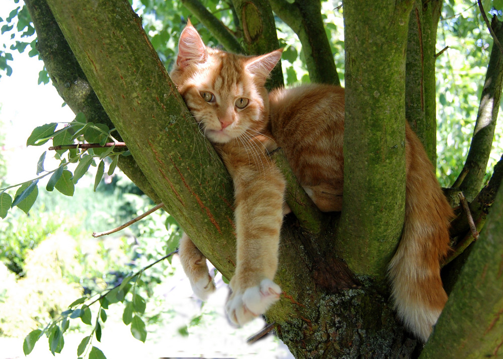 Relaxed im Baum