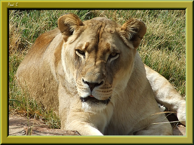 Relaxed Lioness