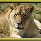 Relaxed Lioness