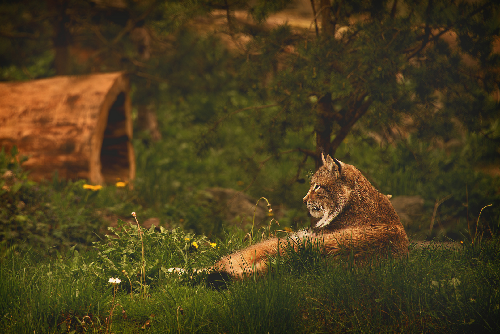 relaxed Lynx