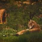 relaxed Lynx