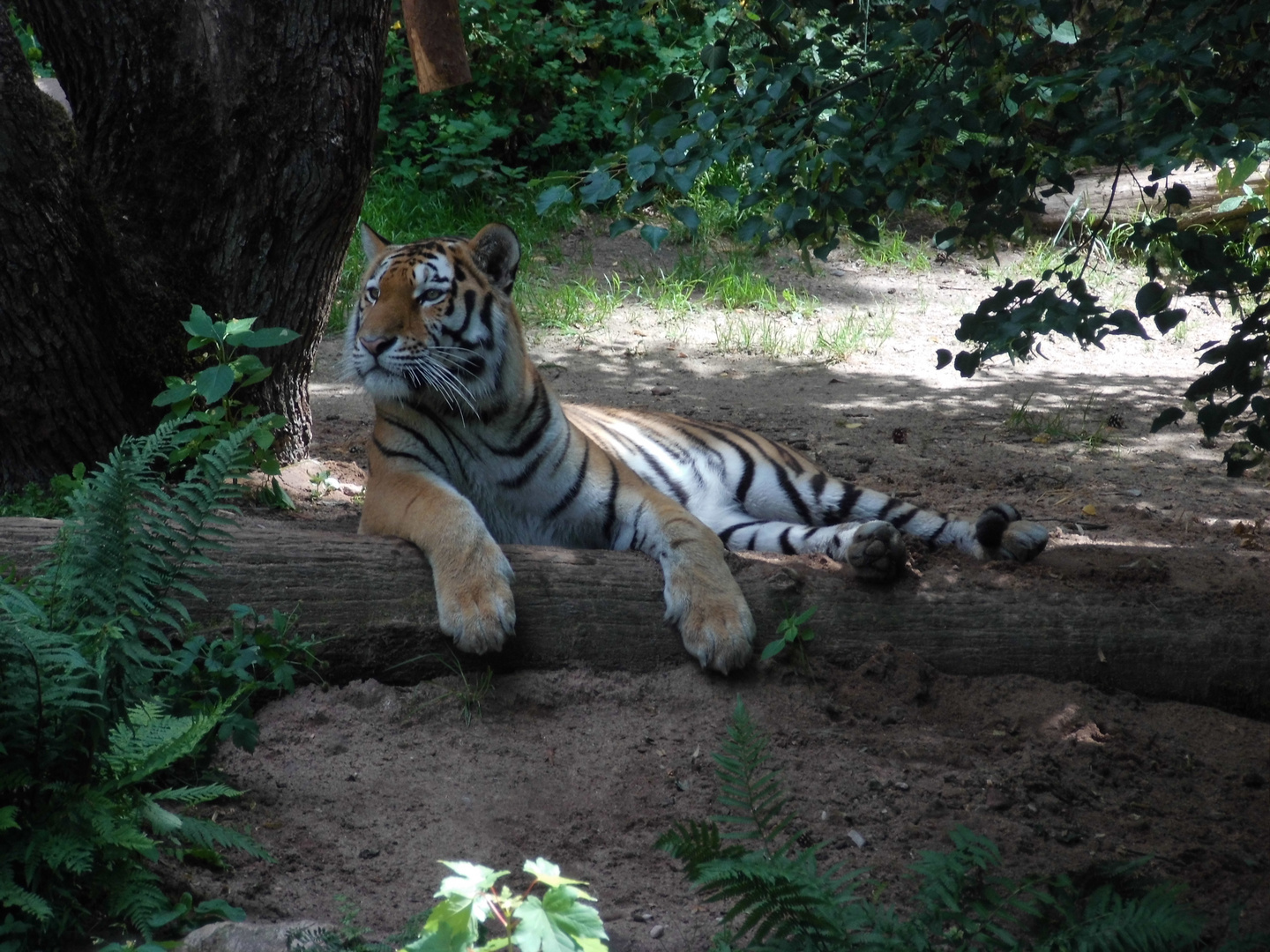 relaxed tiger