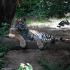 relaxed tiger