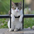 Relaxed Turkish Cat