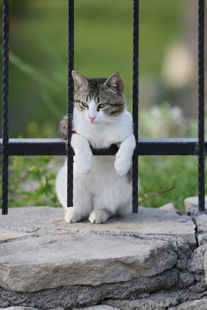 Relaxed Turkish Cat