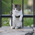 Relaxed Turkish Cat