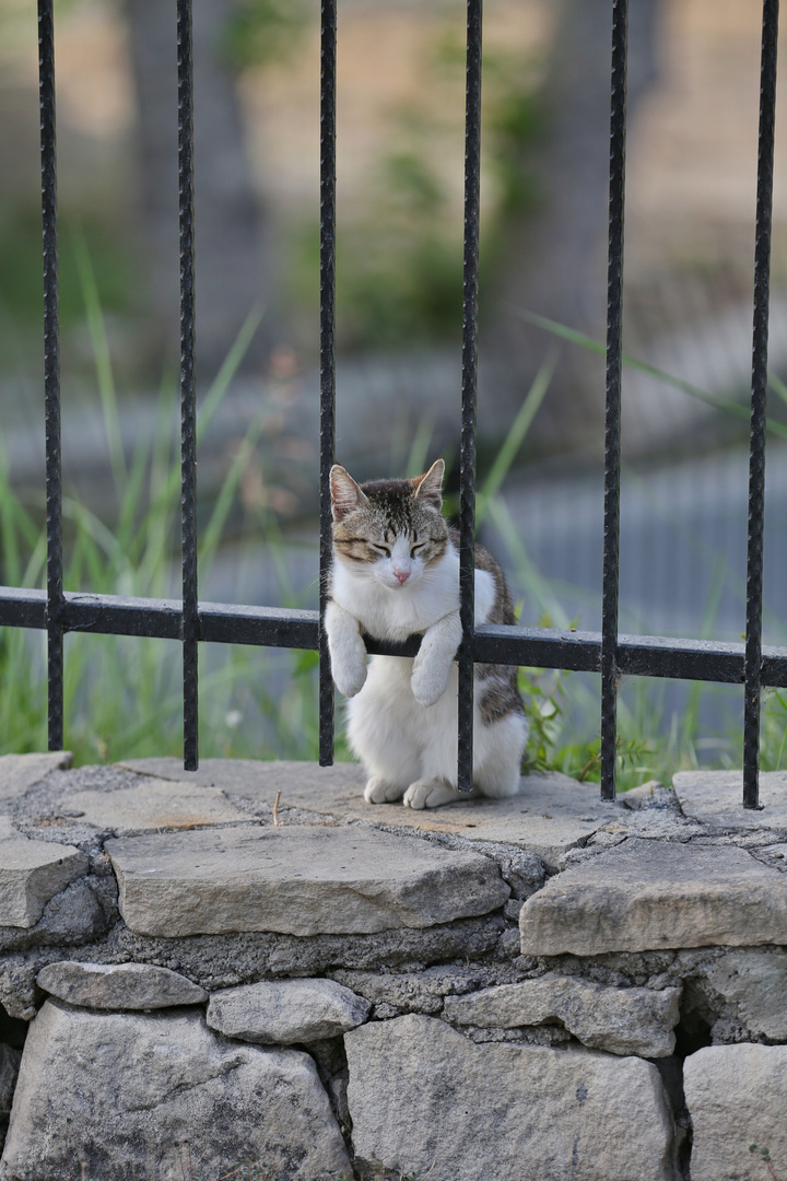 Relaxed Turkish Cat