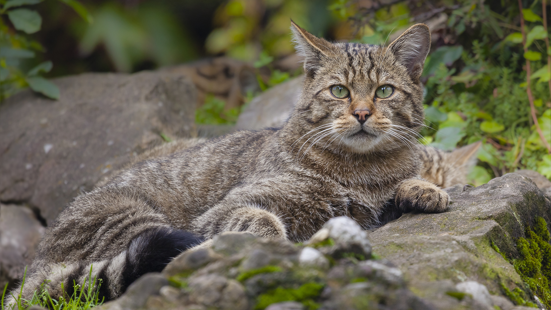 RELAXED WILDCAT AT LOOKOUT