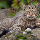 RELAXED WILDCAT AT LOOKOUT