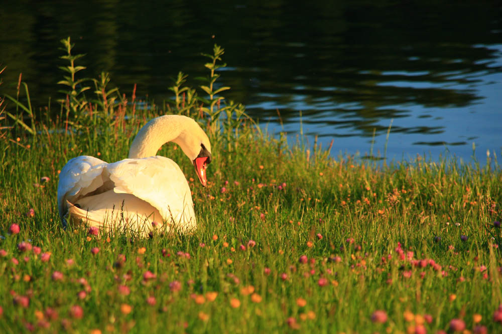 Relaxen am Abend