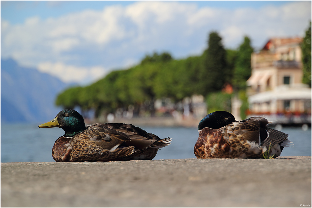 Relaxen am Gardasee