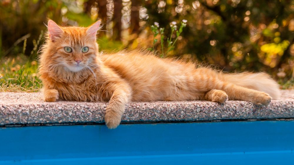 Relaxen am Pool