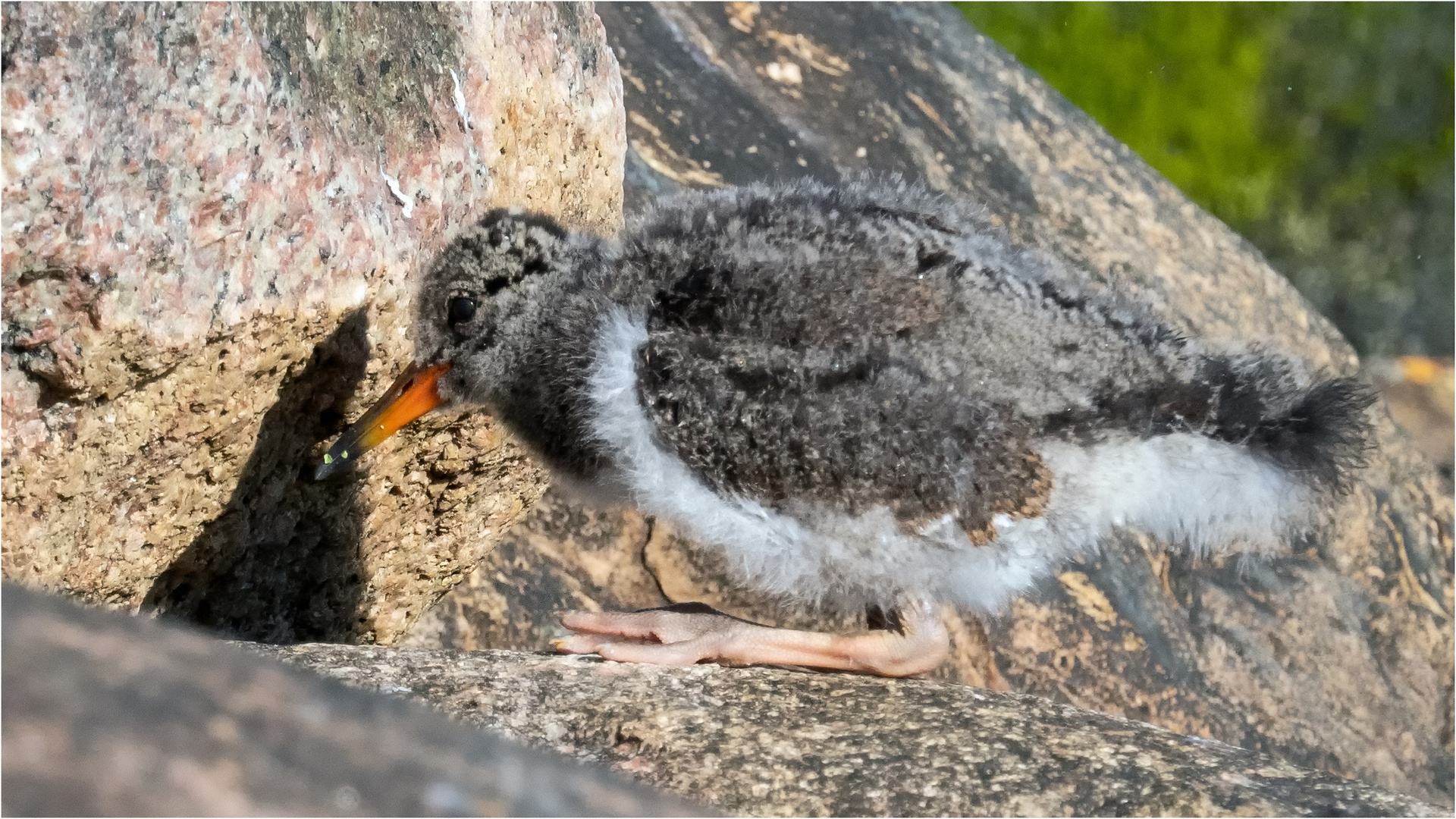 Relaxen auf dem Buhnenfelsen  .....