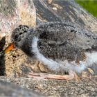 Relaxen auf dem Buhnenfelsen  .....