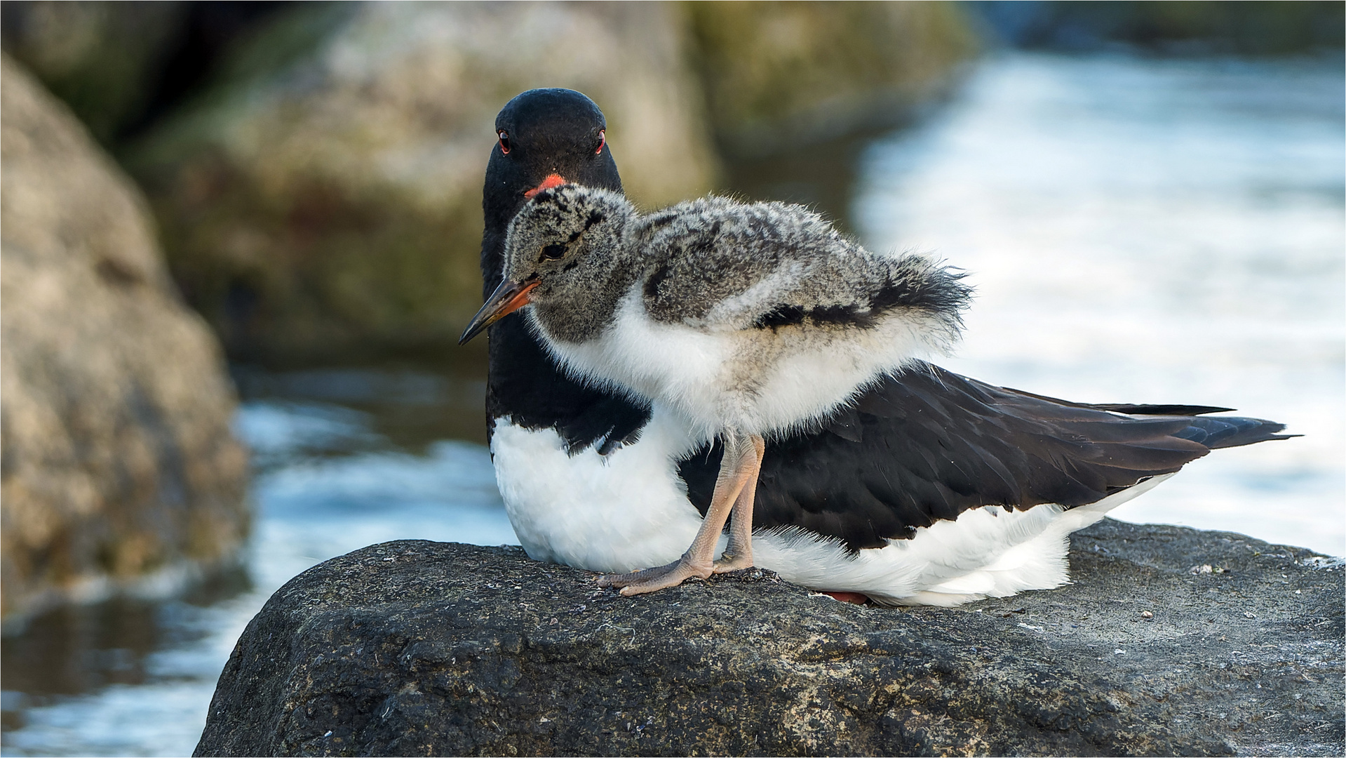 Relaxen auf dem Felsen  .....