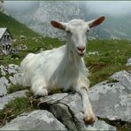 Relaxen auf der Meglisalp