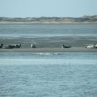 Relaxen auf der Sandbank. Kegelrobben vor Norderney; Juist