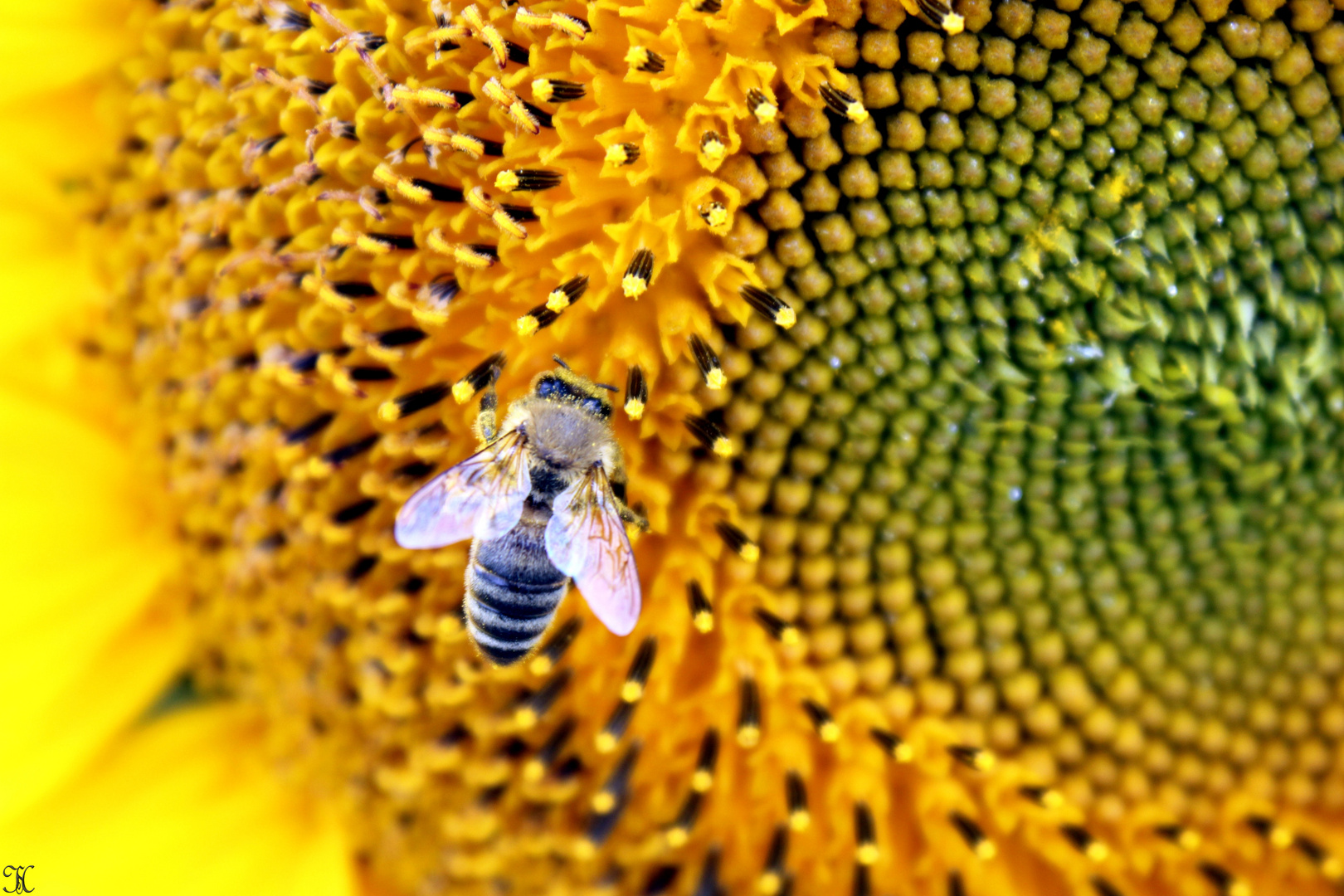 "Relaxen" auf der Sonnenblume