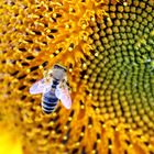 "Relaxen" auf der Sonnenblume