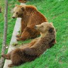 Relaxen im Bärenpark (Bern)